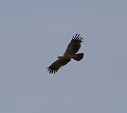 Tawny eagle (aquila rapax), Tarangire N.P